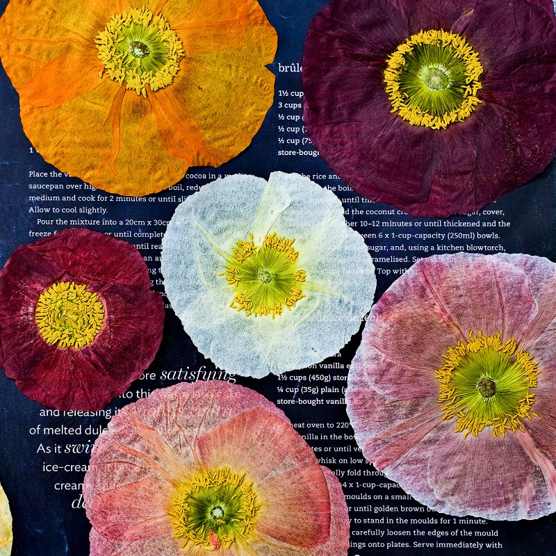 Pressed Flower Frame - ดอกป๊อปปี้แห้งธรรมชาติ 1 ชิ้น สำหรับงาน DIY เรซิ่น