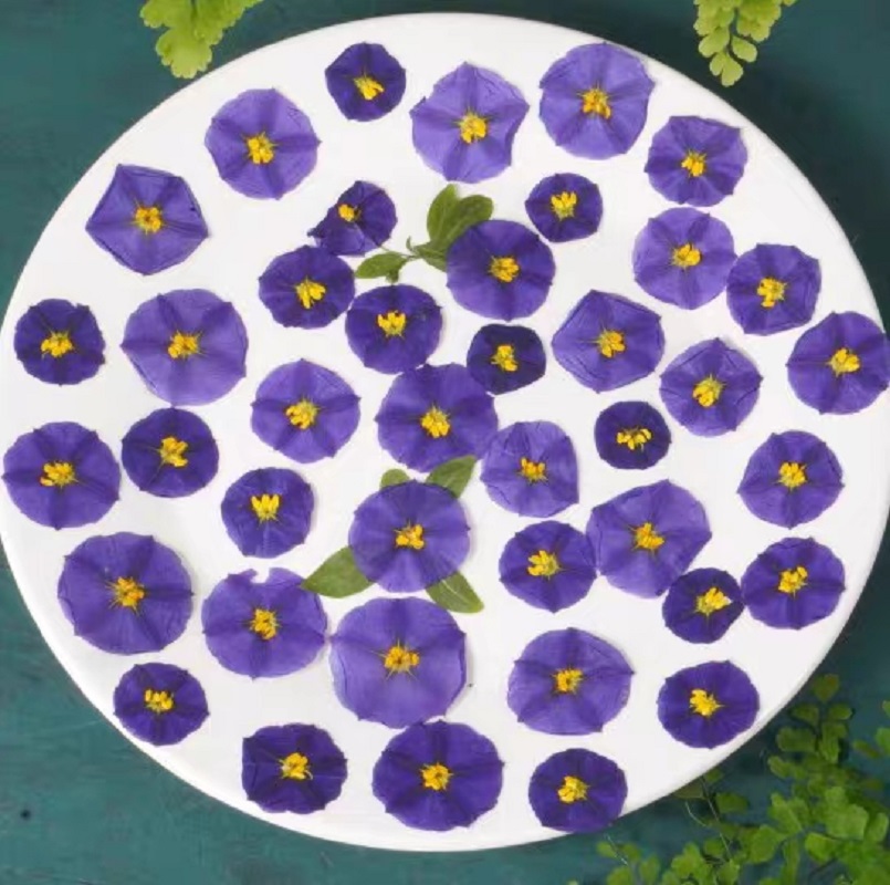 Pressed Flower Frame - 100Pcs ทับแห้ง Lycianthes Rantonnetii ขมดอกไม้ Herbarium