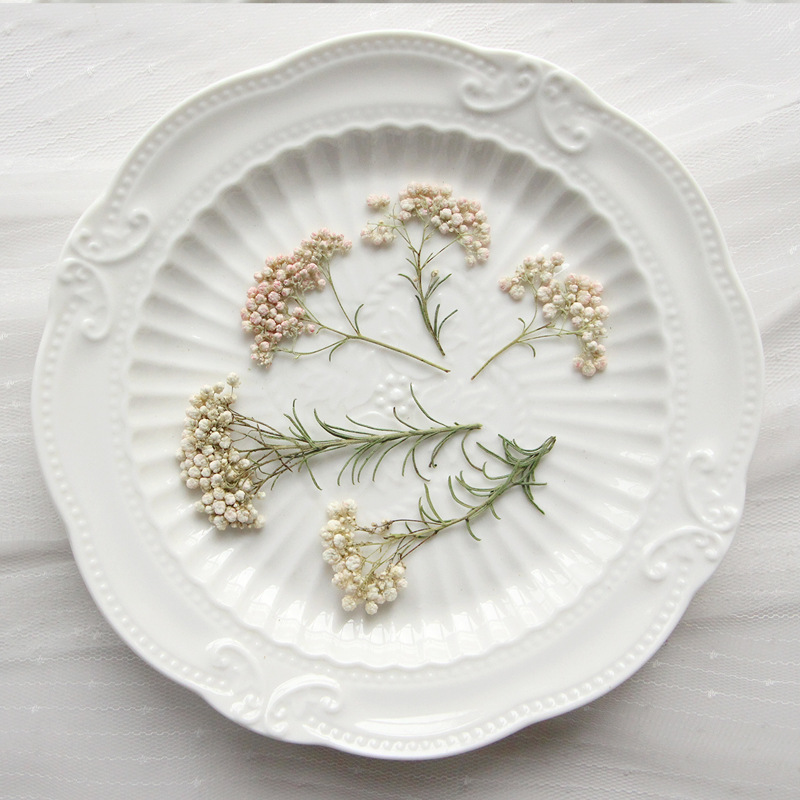 Pressed Flower Frame - 12 ชิ้น กิ่งดอกไม้ธรรมชาติ กิ่งดอกไม้แห้ง DIY กาวติดเคสมือถือ