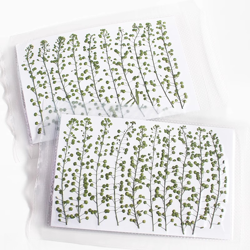 ดอกหญ้ากรีนเบลล์สีธรรมชาติ แห้ - Pressed Flower Frame บทวิจารณ์และราคา