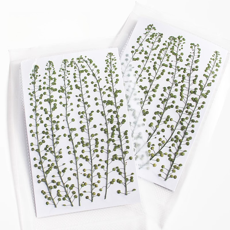ดอกหญ้ากรีนเบลล์สีธรรมชาติ แห้ - Pressed Flower Frame บทวิจารณ์และราคา
