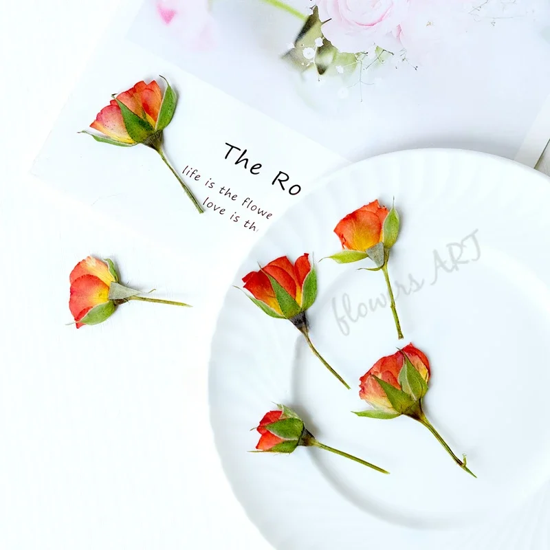 กลีบดอกกุหลาบอัดแห้ง DIY กรอบร - Pressed Flower Frame บทวิจารณ์และราคา