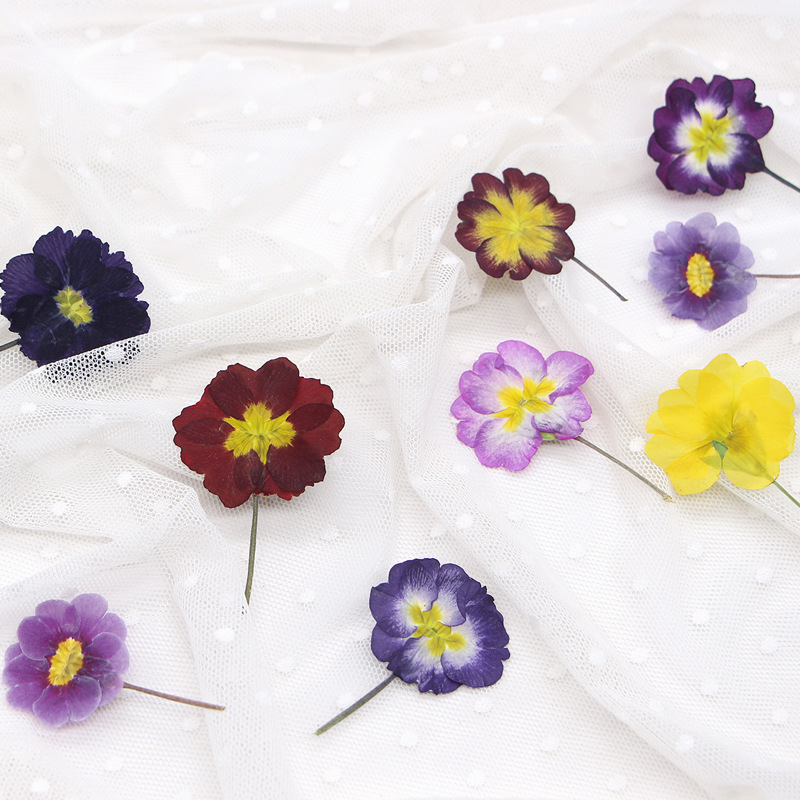 ดอกพริมโรสยุโรป 48 ชิ้น ดอกไม้ - Pressed Flower Frame บทวิจารณ์และราคา