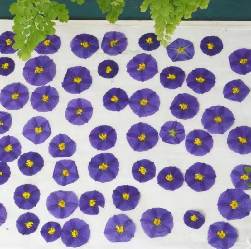 100Pcs ทับแห้ง Lycianthes Rant - Pressed Flower Frame บทวิจารณ์และราคา