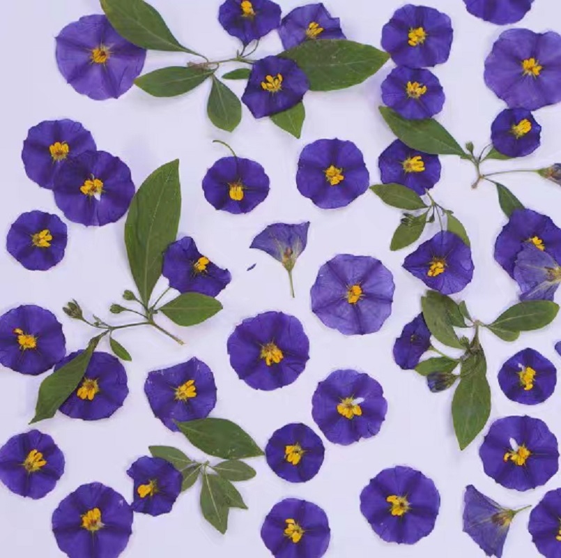 100Pcs ทับแห้ง Lycianthes Rant - Pressed Flower Frame บทวิจารณ์และราคา