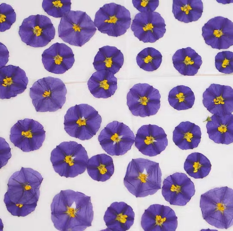 100Pcs ทับแห้ง Lycianthes Rant - Pressed Flower Frame บทวิจารณ์และราคา