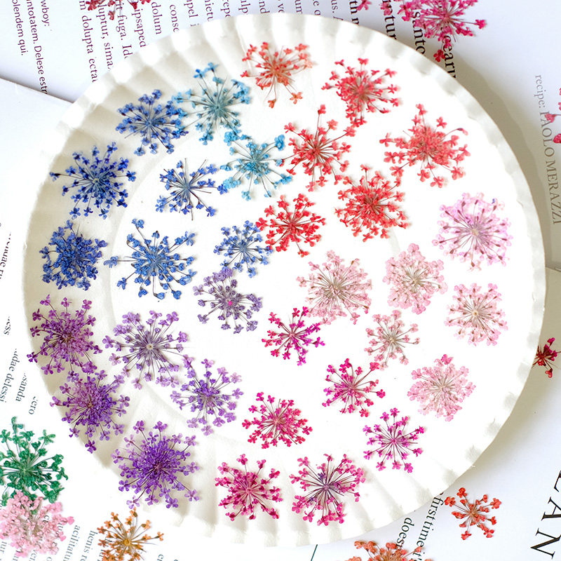 24 ชิ้น, ขนาด 2-2.5 ซม., ดอกไม - Pressed Flower Frame บทวิจารณ์และราคา