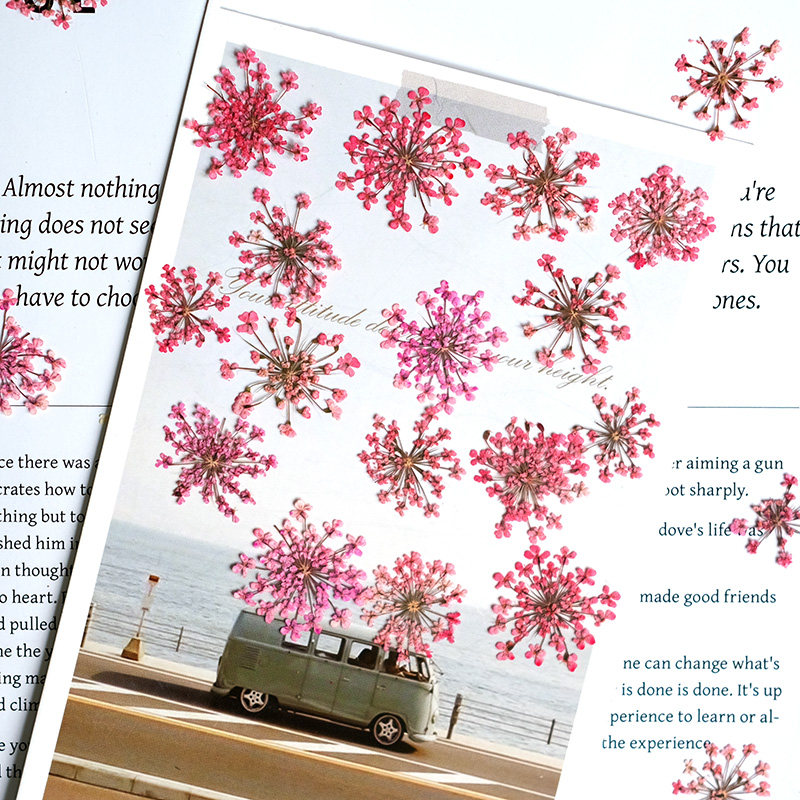 24 ชิ้น, ขนาด 2-2.5 ซม., ดอกไม - Pressed Flower Frame บทวิจารณ์และราคา