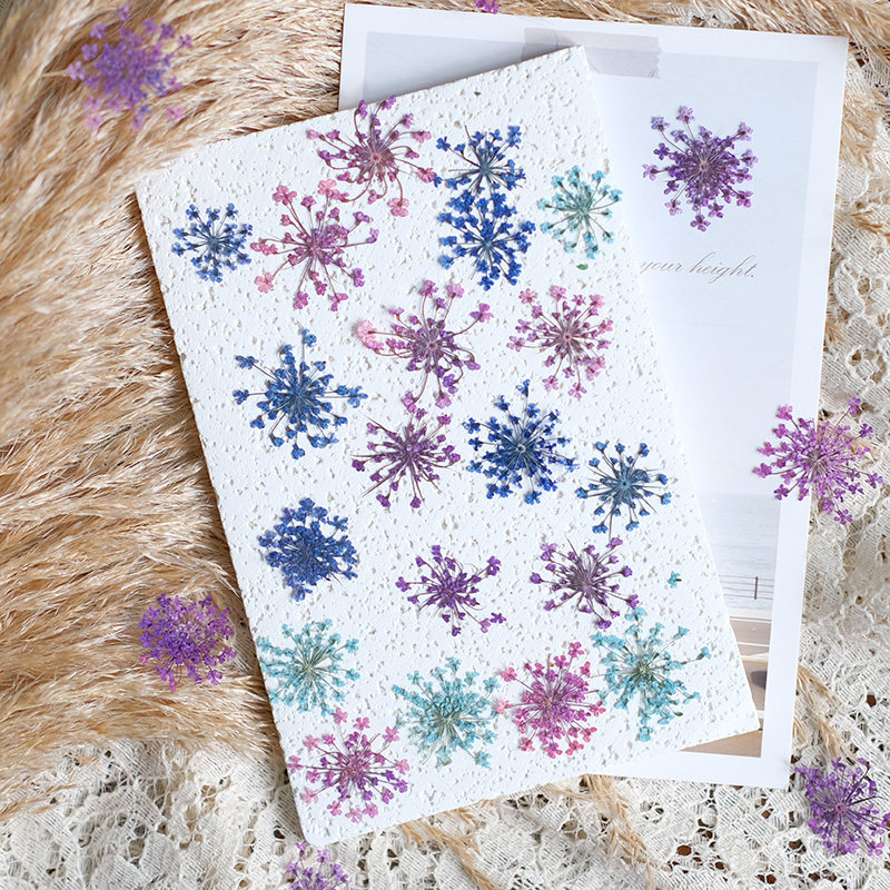 24 ชิ้น, ขนาด 2-2.5 ซม., ดอกไม - Pressed Flower Frame บทวิจารณ์และราคา