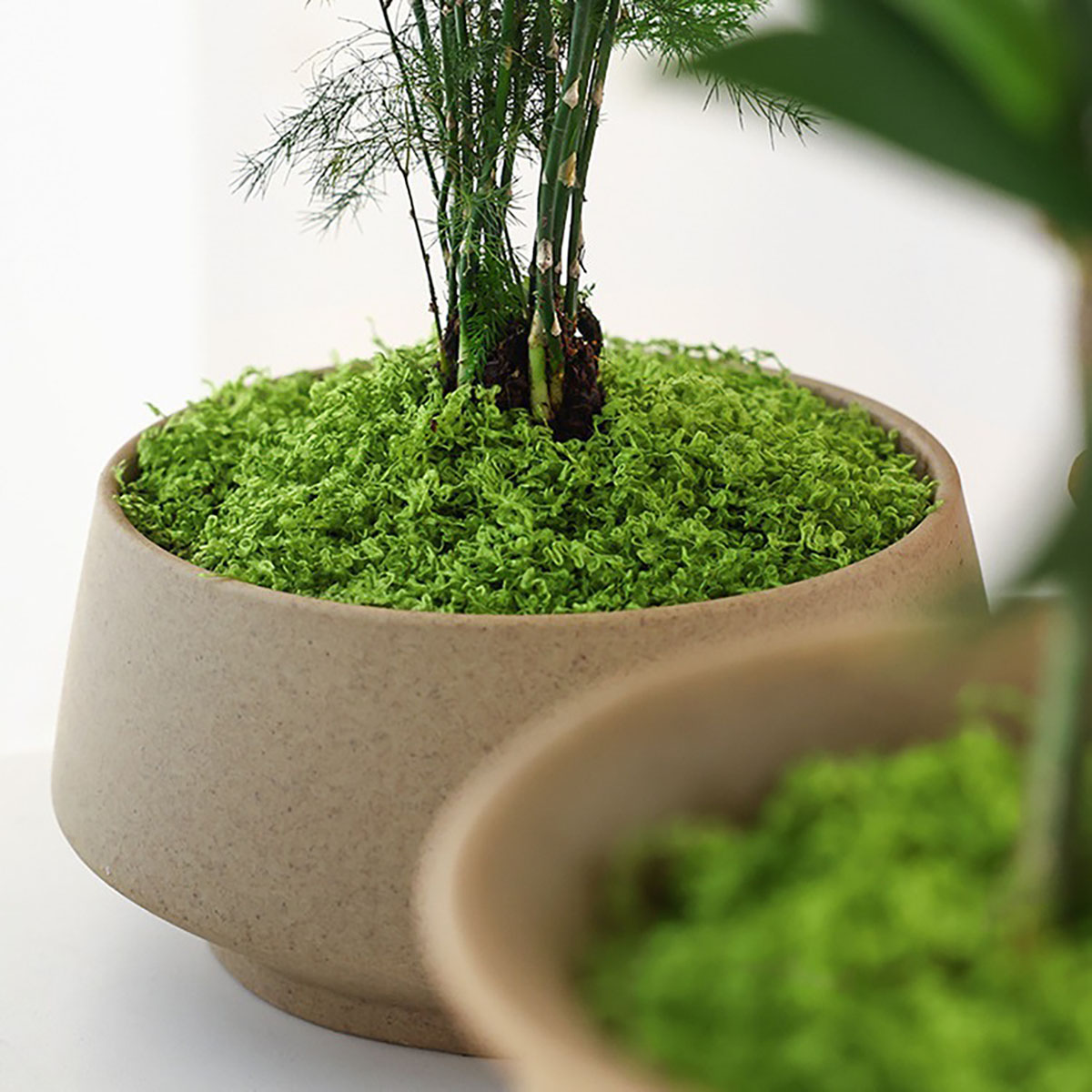 ประมาณ 20 กรัม ต้นไม้ประดิษฐ์ส - Home Decor Handicraft บทวิจารณ์และราคา
