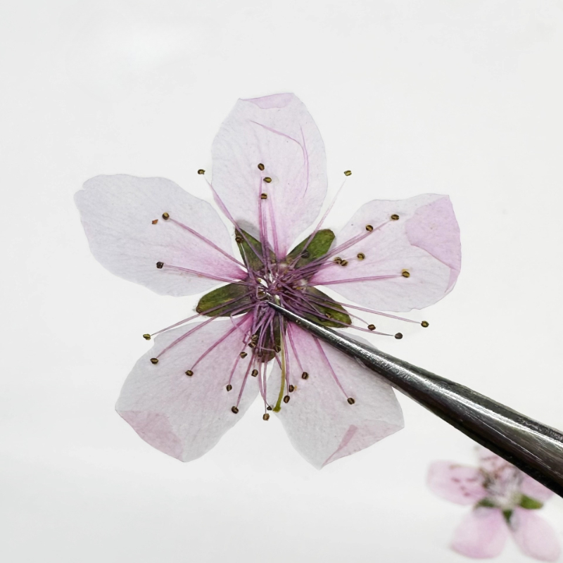 12 ชิ้น, ดอกพีชธรรมชาติอัดแห้ง - Pressed Flower Frame บทวิจารณ์และราคา