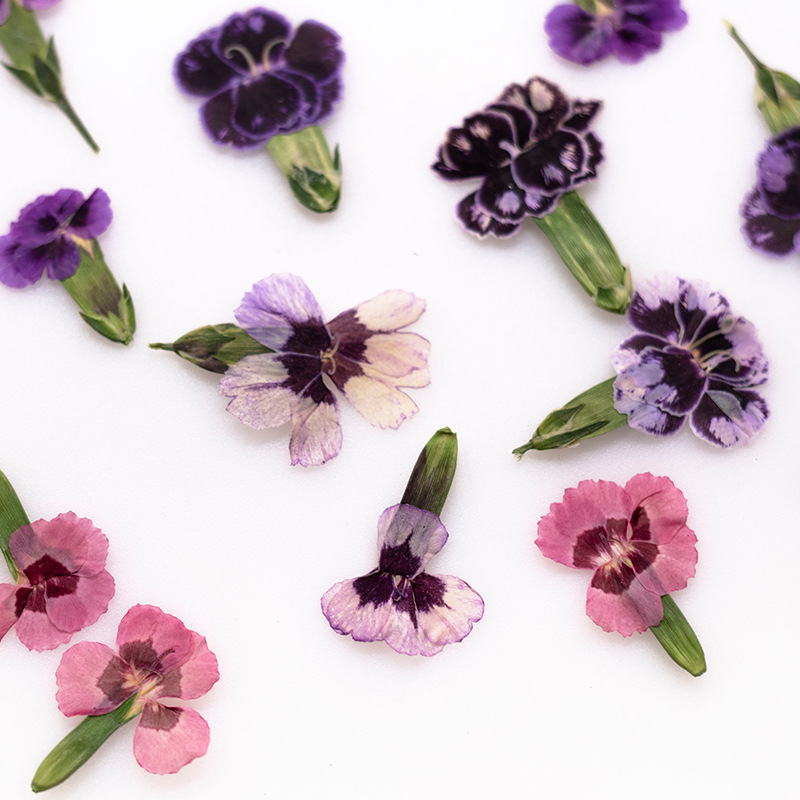 ดอกไดแอนธัสแห้งอัดเม็ด 24 ชิ้น - Pressed Flower Frame บทวิจารณ์และราคา
