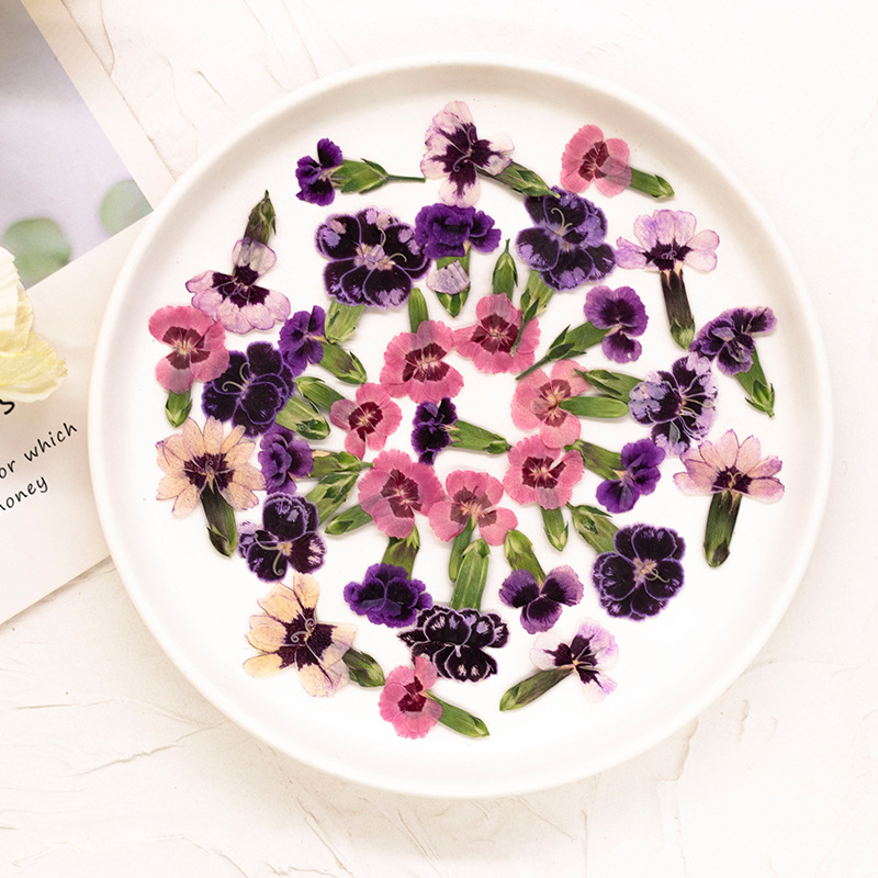 ดอกไดแอนธัสแห้งอัดเม็ด 24 ชิ้น - Pressed Flower Frame บทวิจารณ์และราคา