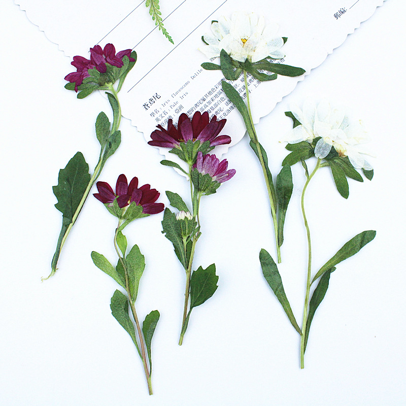 ดอกเบญจมาศแห้งอัดเม็ดขนาดเล็ก  - Pressed Flower Frame บทวิจารณ์และราคา