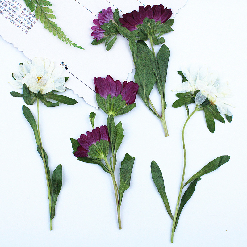 ดอกเบญจมาศแห้งอัดเม็ดขนาดเล็ก  - Pressed Flower Frame บทวิจารณ์และราคา